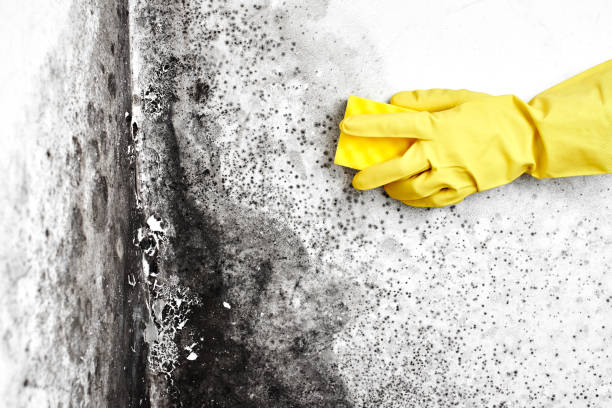 Best Bathroom Mold Remediation in El Monte, CA
