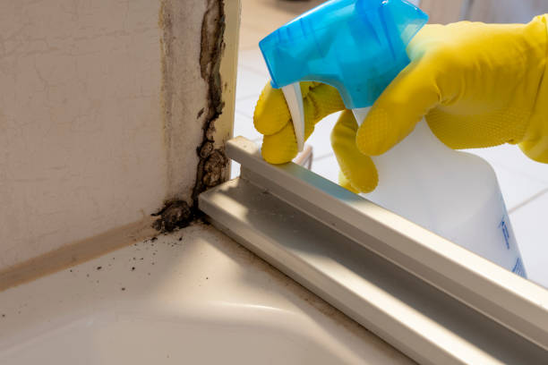 Best Black Mold Remediation in El Monte, CA