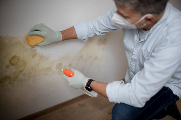 Best Residential Mold Remediation in El Monte, CA
