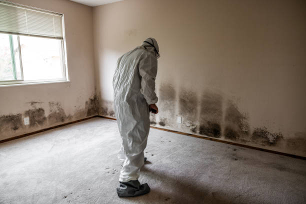 Best Crawl Space Mold Remediation in El Monte, CA
