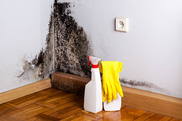 Reliable El Monte, CA Mold Remediation Solutions