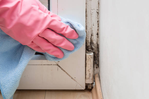 Best Residential Mold Remediation in El Monte, CA