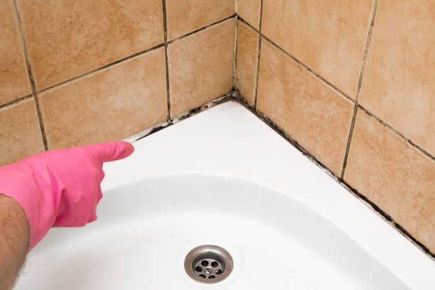 Best Post-Flood Mold Remediation in El Monte, CA